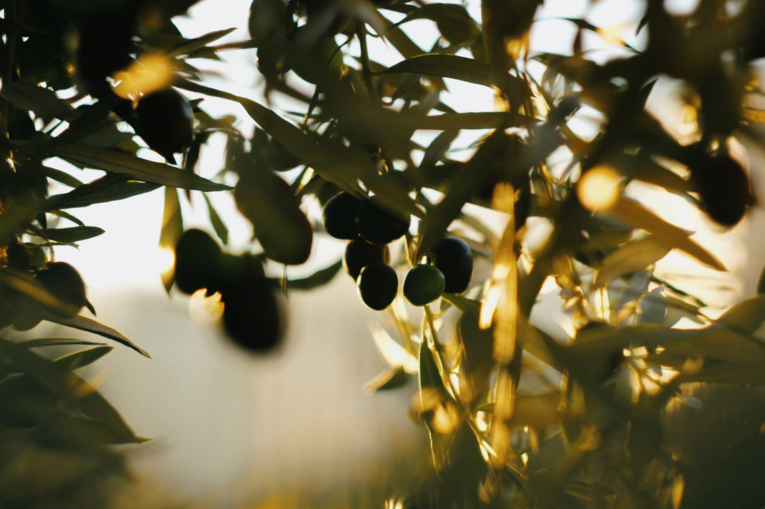 ¿Qué es el aceite de cosecha temprana y cómo se obtiene?
